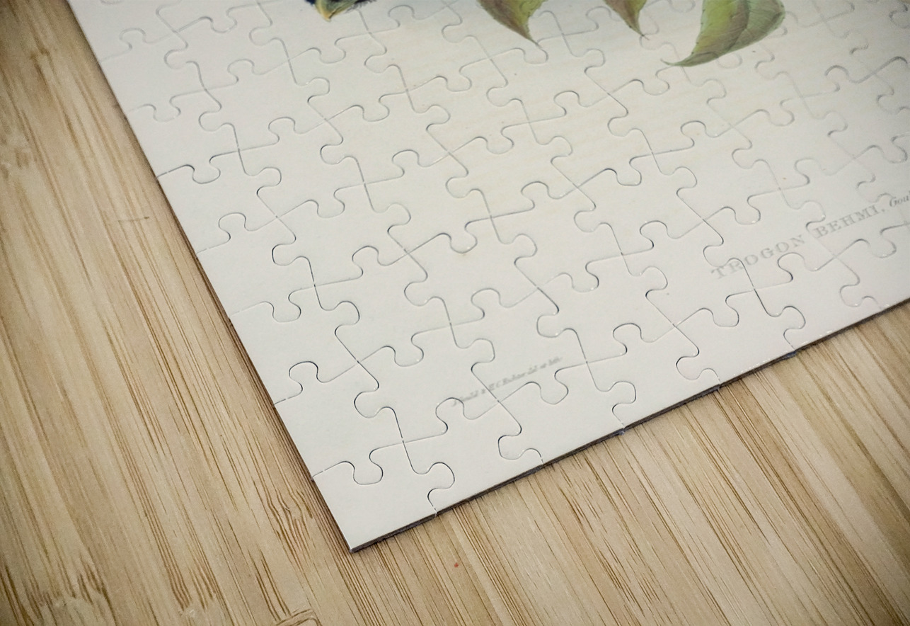 John Gould trogons 043 IStockHistory com Puzzle