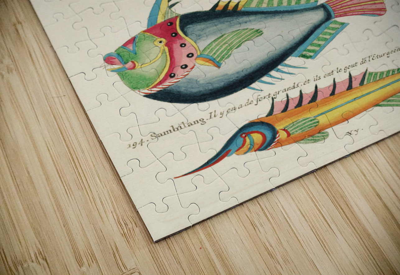 Colourful and surreal illustrations of fishes and lobster found in Moluccas Indonesia and the East Indies by Louis Renard 1678 -1746 from Histoire naturelle des plus rares curiositez de la mer des Indes 1754. IStockHistory com Puzzle