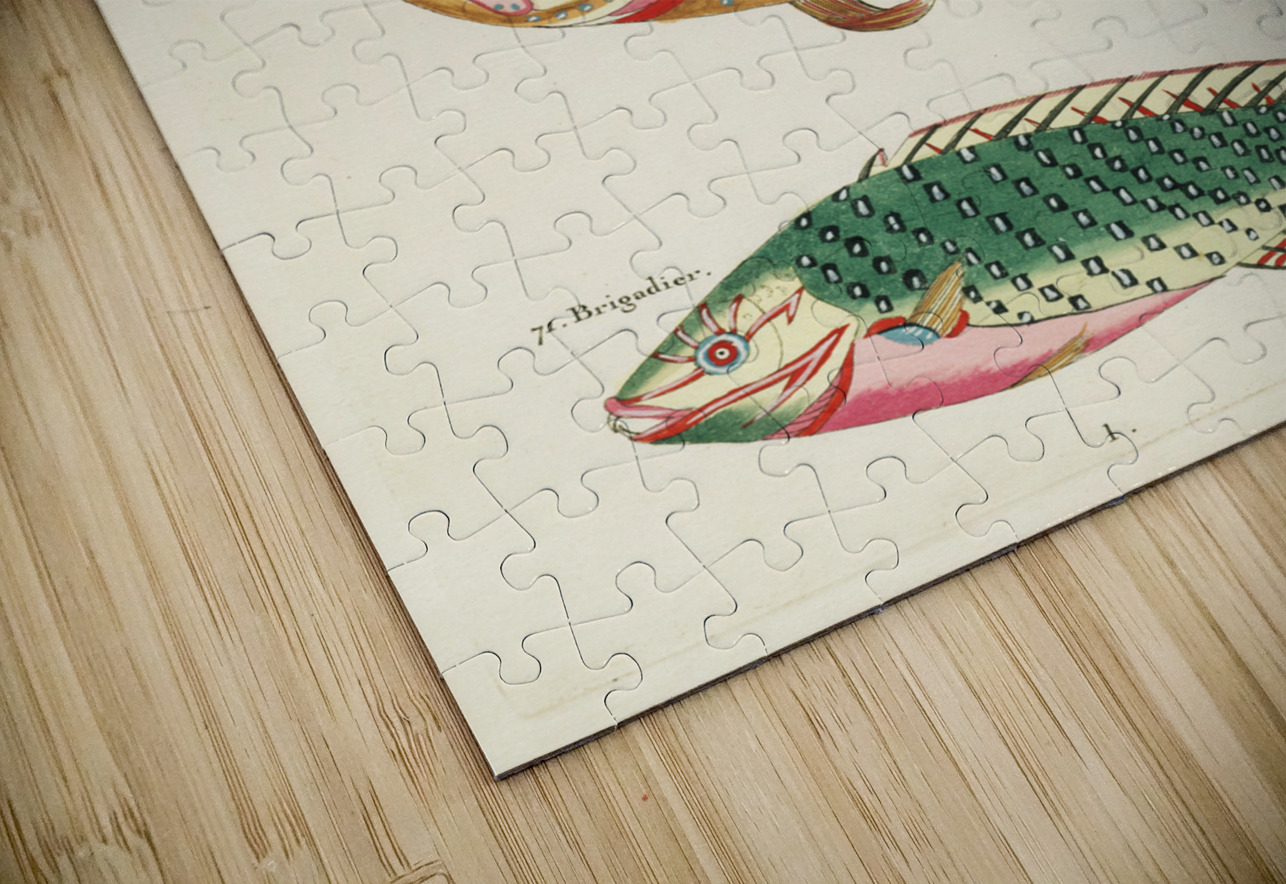 Colourful and surreal illustrations of fishes and sea horse found in Moluccas Indonesia and the East Indies by Louis Renard 1678 -1746 from Histoire naturelle des plus rares curiositez de la mer des Indes 1754. IStockHistory com Puzzle