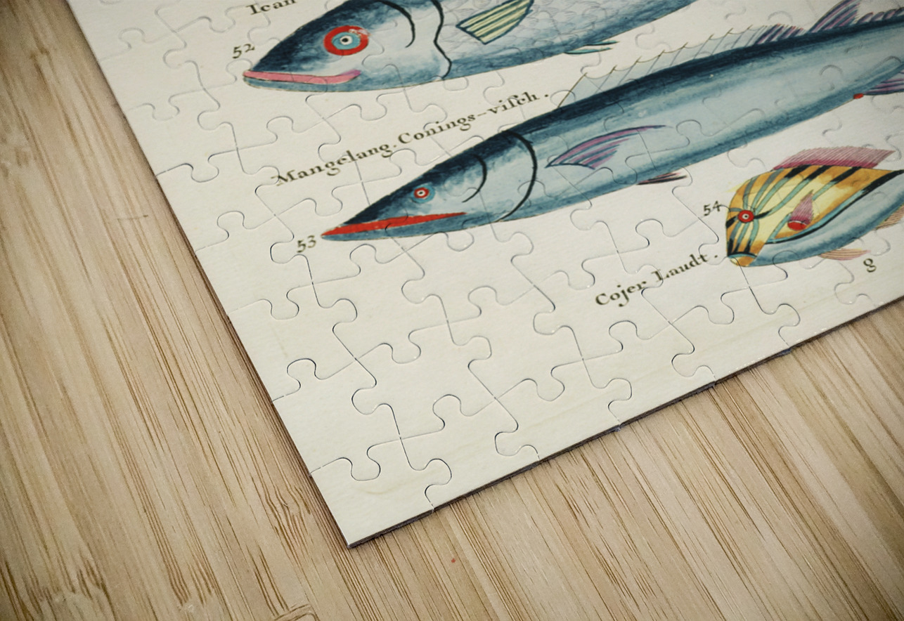 Colourful and surreal illustrations of fishes found in Moluccas Indonesia and the East Indies by Louis Renard 1678 -1746 from Histoire naturelle des plus rares curiositez de la mer des Indes 1754. IStockHistory com Puzzle