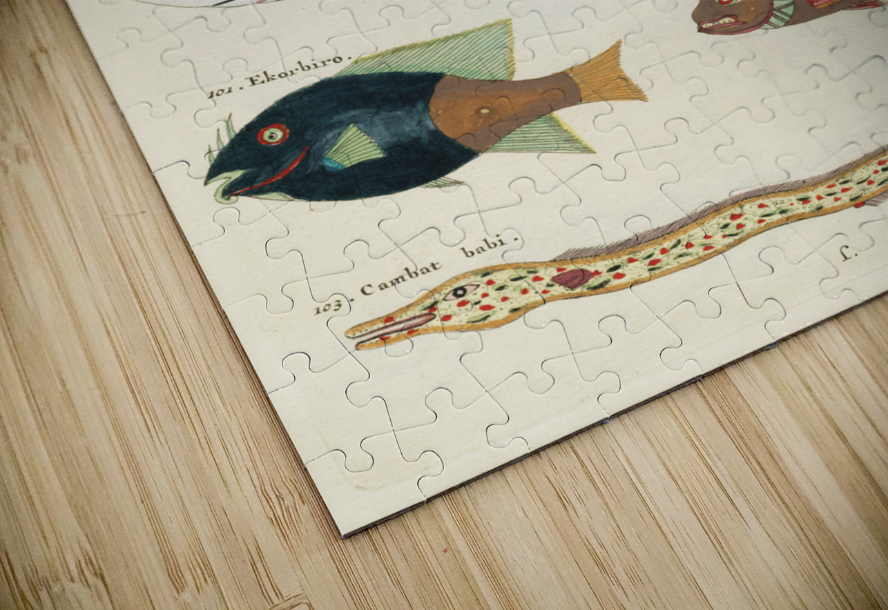Colourful and surreal illustrations of fishes found in Moluccas Indonesia and the East Indies by Louis Renard 1678 -1746 from Histoire naturelle des plus rares curiositez de la mer des Indes 1754. IStockHistory com Puzzle