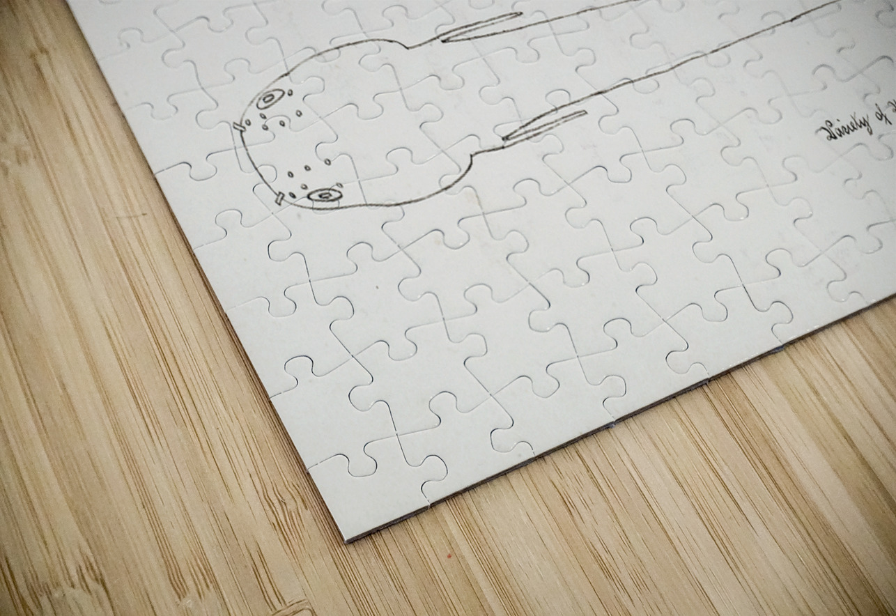 Antique fish Neochanna apoda apoda South Pacific Fishes by Frank Edward Clarke 1849-1899.  IStockHistory com Puzzle