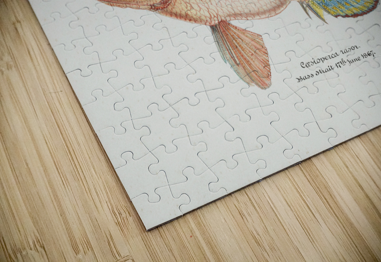 Antique fish caesioperca rasor sea perch South Pacific Fishes by Frank Edward Clarke 1849-1899.  IStockHistory com Puzzle