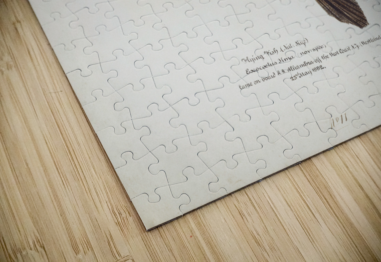 Antique Flyfish South Pacific Fishes by Frank Edward Clarke 1849-1899.  IStockHistory com Puzzle