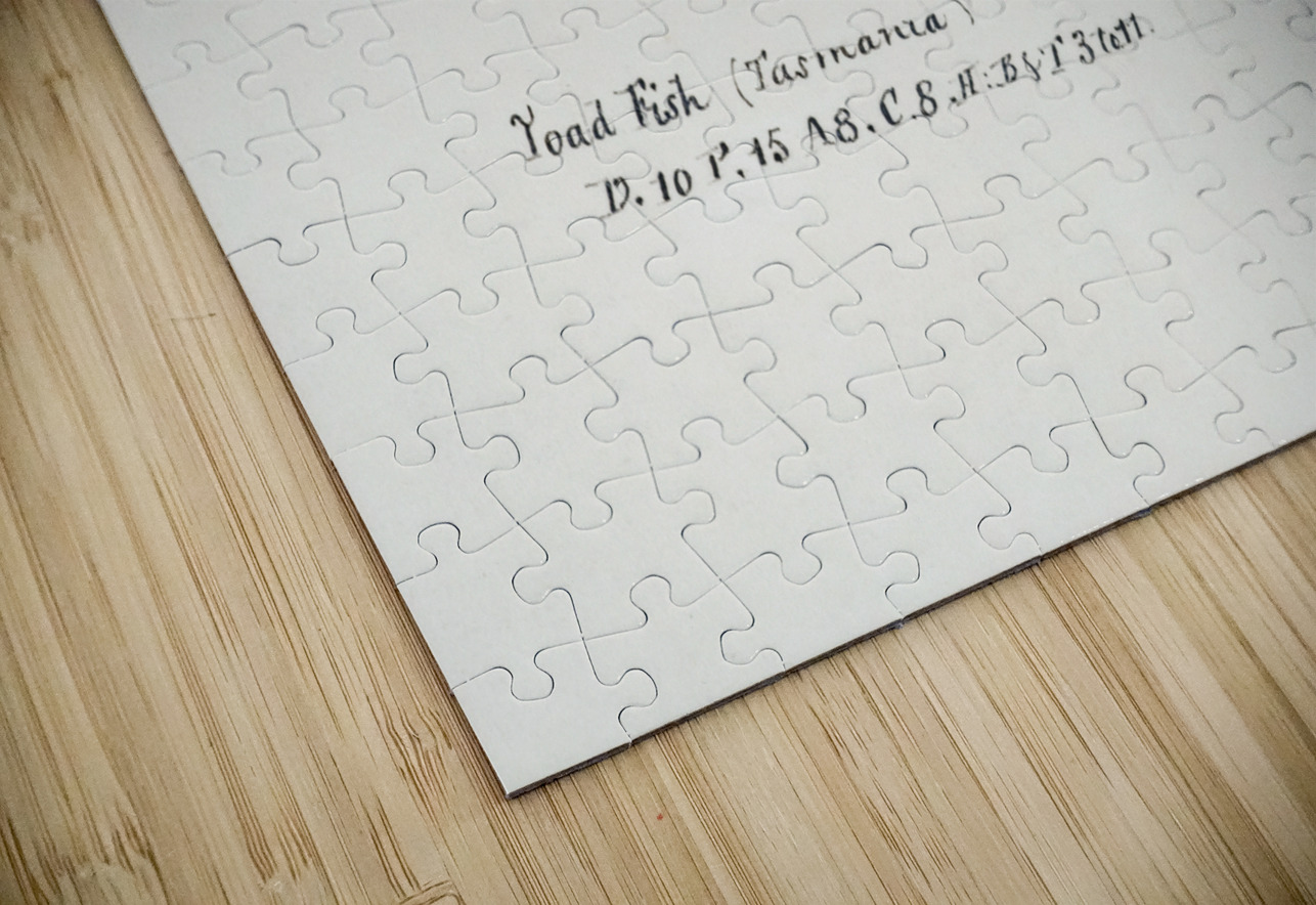 Antique fish Pufferfish South Pacific Fishes by Frank Edward Clarke 1849-1899.  IStockHistory com Puzzle