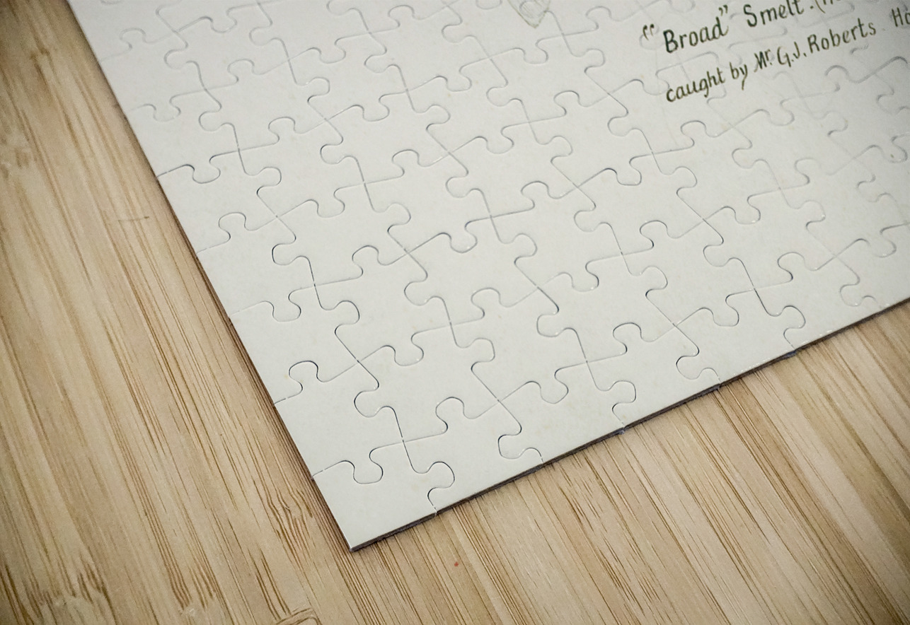 Antique fish Retropinna Retropinna South Pacific Fishes by Frank Edward Clarke 1849-1899.  IStockHistory com Puzzle