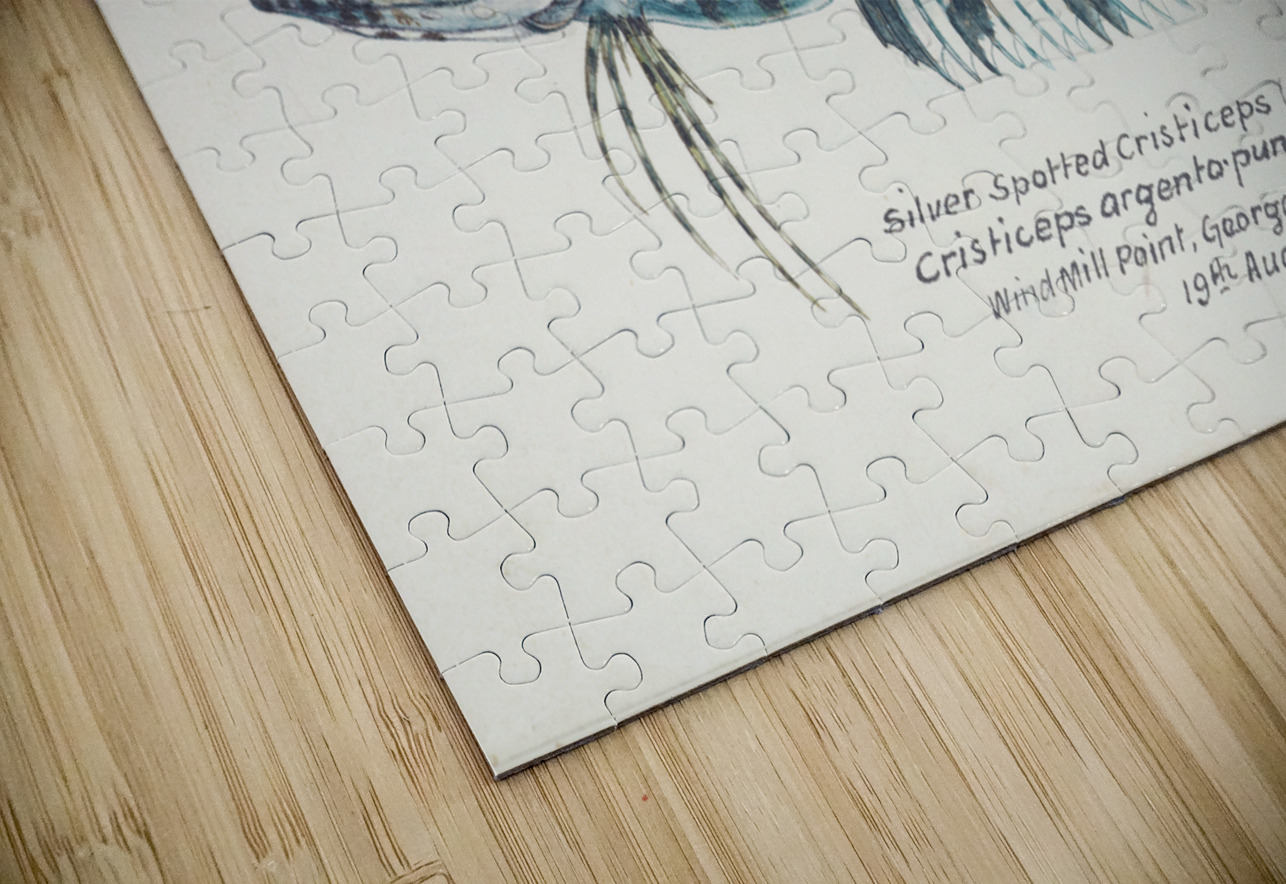 Antique fish possibly cristiceps sp weedfish South Pacific Fishes by Frank Edward Clarke 1849-1899.  IStockHistory com Puzzle