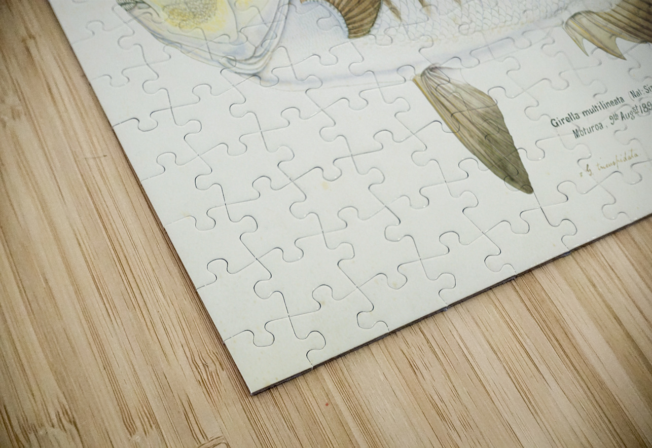 Antique fish Blackfish South Pacific Fishes by Frank Edward Clarke 1849-1899.  IStockHistory com Puzzle