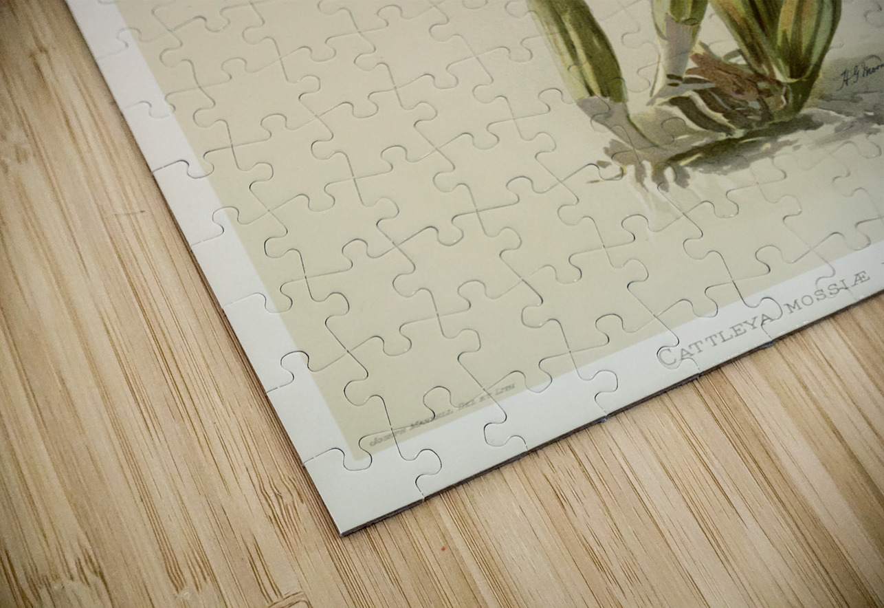 Cattleya mossiæ var reineckiana from Reichenbachia Orchids 1888-1894 illustrated by Frederick Sander 1847-1920.  IStockHistory com Puzzle