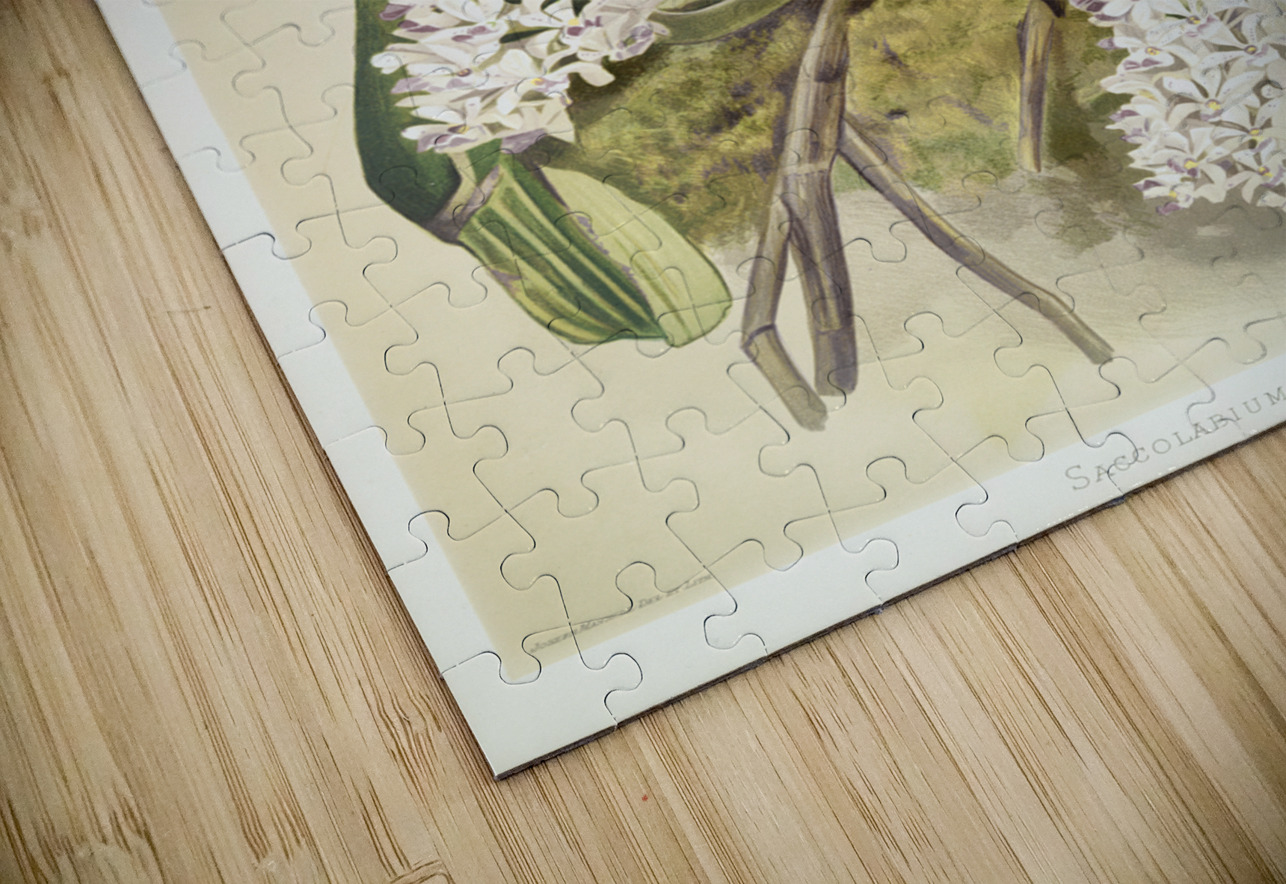 Cypripedium hybridum laucheanum cypripedium hybridum eyermanianum from Reichenbachia Orchids 1888-1894 illustrated by Frederick Sander 1847-1920.  IStockHistory com Puzzle