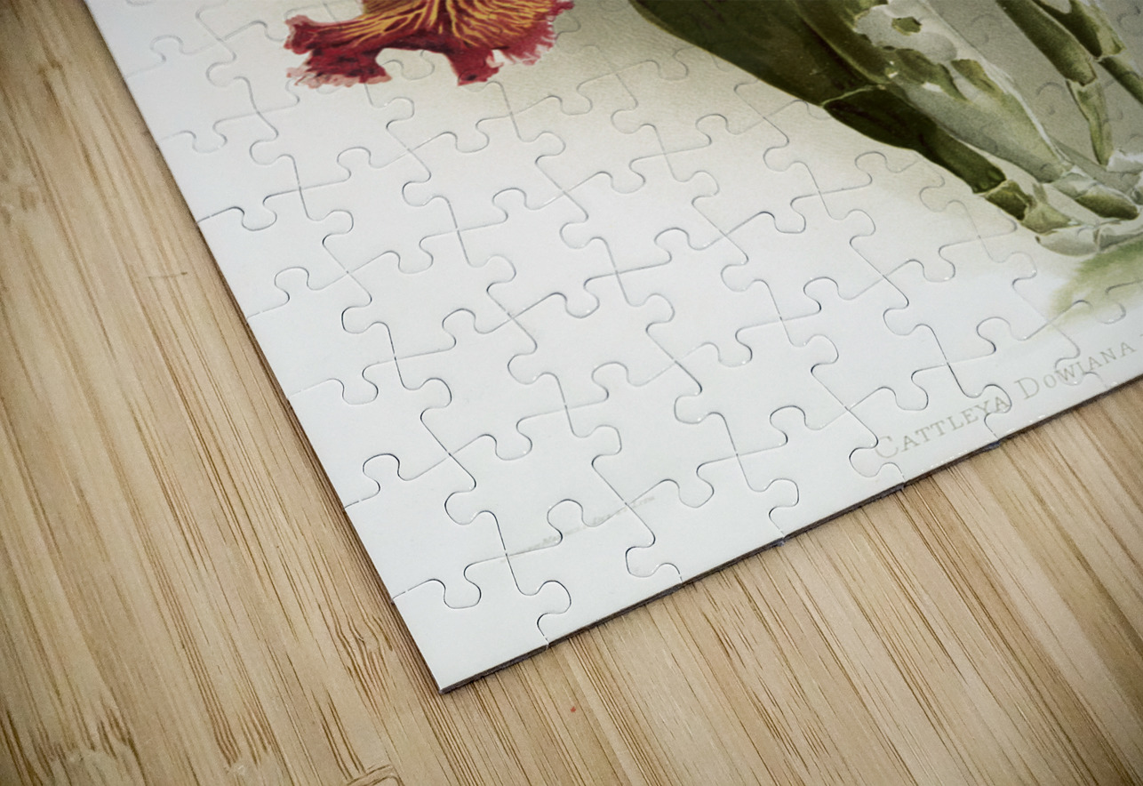 Cypripedium hybridum laucheanum cypripedium hybridum eyermanianum from Reichenbachia Orchids 1888-1894 illustrated by Frederick Sander 1847-1920.  IStockHistory com Puzzle