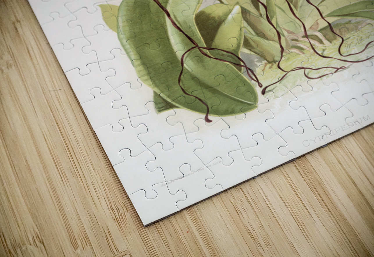 Cypripedium sanderianum from Reichenbachia Orchids 1888-1894 by Frederick Sander 1847-1920. IStockHistory com Puzzle