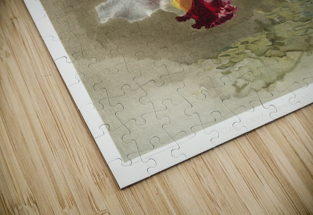 Lælio-cattleya elegans var blenheimensis from Reichenbachia Orchids 1888-1894 illustrated by Frederick Sander 1847-1920.  IStockHistory com Puzzle