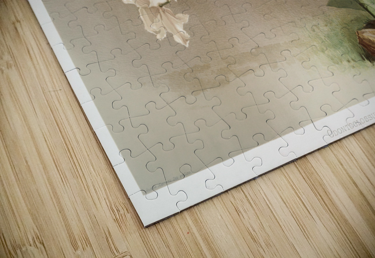 Odontoglossum crispum from Reichenbachia Orchids 1888-1894 by Frederick Sander 1847-1920.  IStockHistory com Puzzle