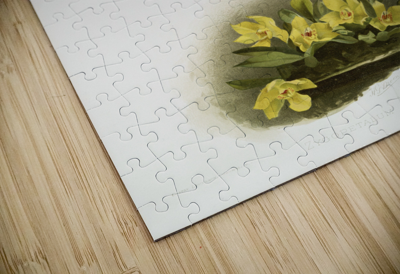 Paphinia rugosa Zygopetalum xanthinum from Reichenbachia Orchids 1888-1894 illustrated by Frederick Sander 1847-1920.  IStockHistory com Puzzle