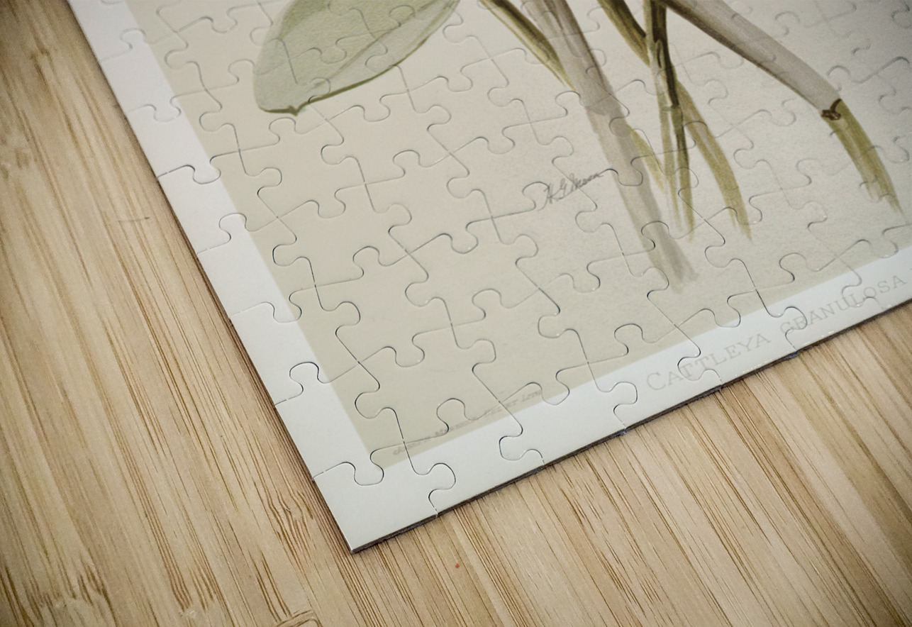 Cattleya granulosa var schofieldiana from Reichenbachia Orchids 1888-1894 illustrated by Frederick Sander 1847-1920.  IStockHistory com Puzzle