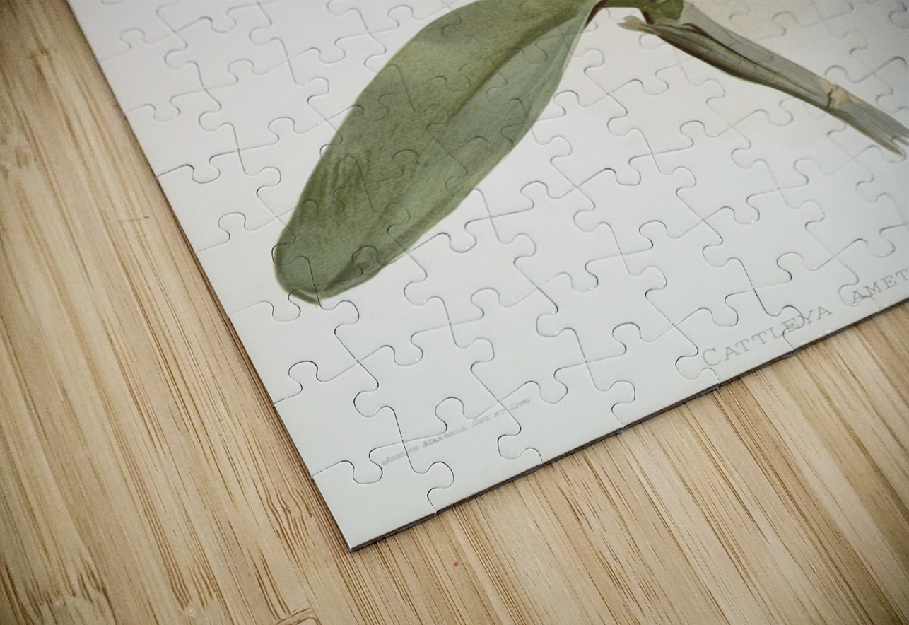 Cattleya amethystoglossa from Reichenbachia Orchids 1888-1894 illustrated by Frederick Sander 1847-1920.  IStockHistory com Puzzle