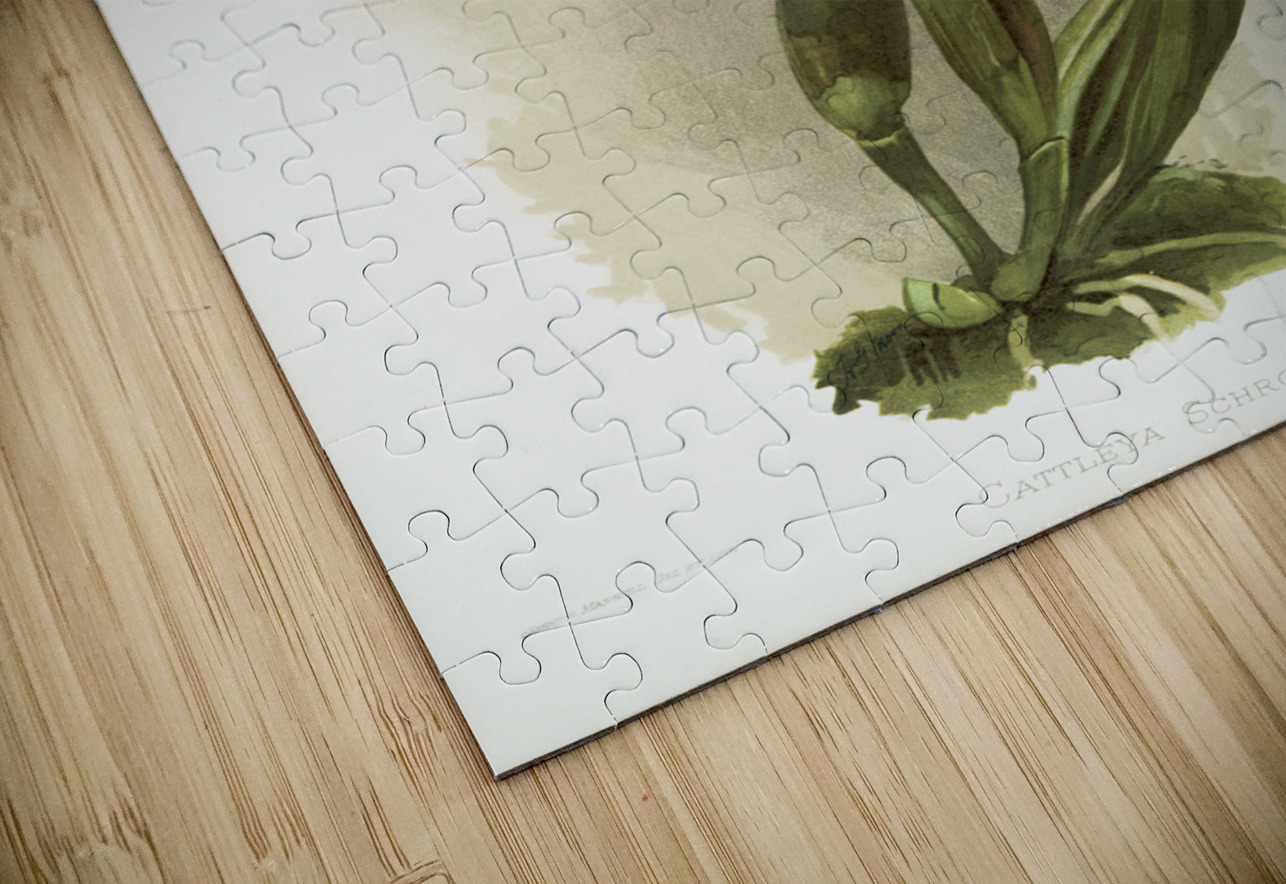 Cattleya schroederoe alba from Reichenbachia Orchids 1888-1894 illustrated by Frederick Sander 1847-1920.  IStockHistory com Puzzle