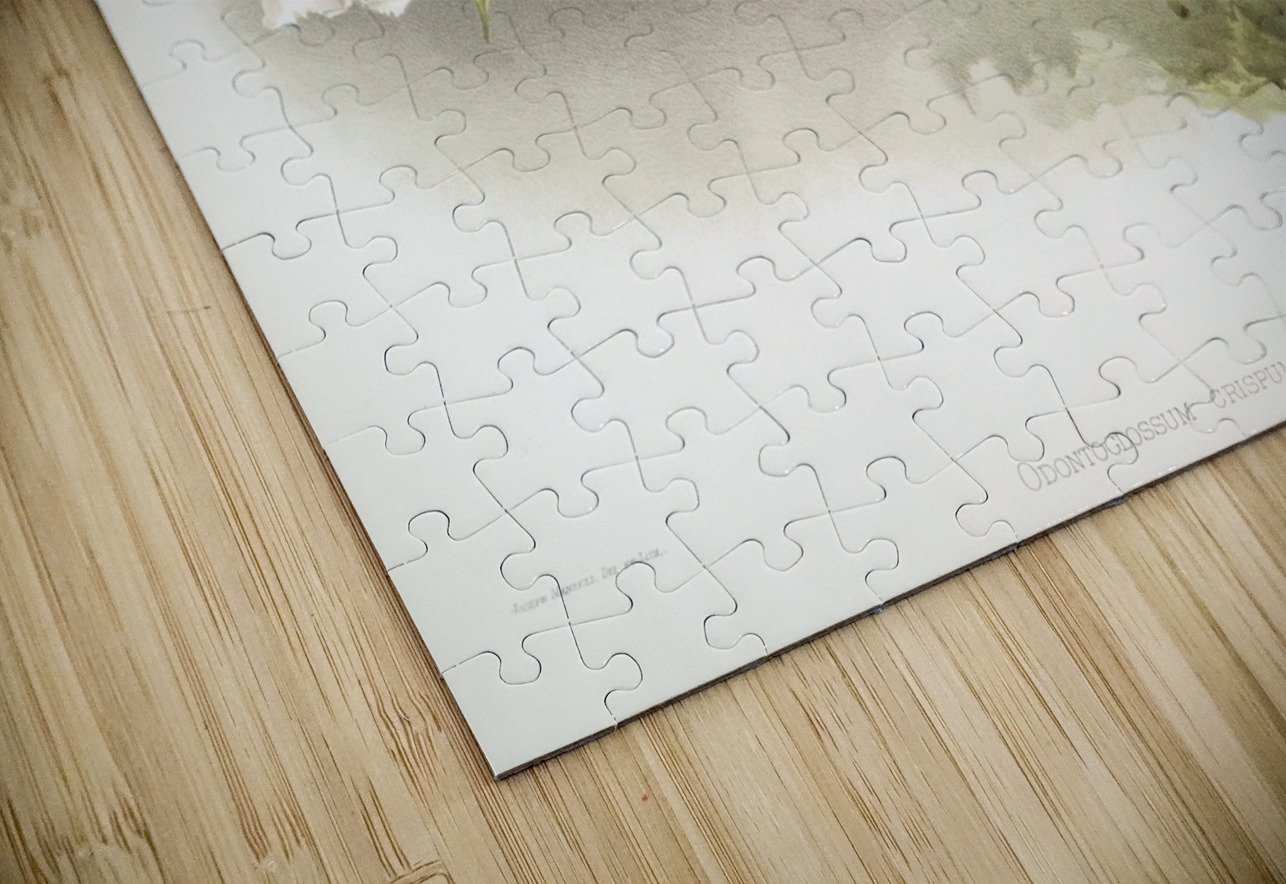 Odontoglossum crispum Kinlesideanum from Reichenbachia Orchids 1888-1894 illustrated by Frederick Sander 1847-1920.  IStockHistory com Puzzle