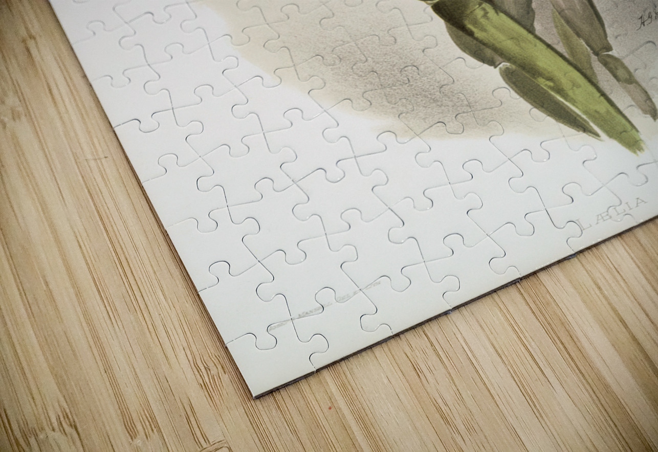 Lælia grandis from Reichenbachia Orchids 1888-1894 illustrated by Frederick Sander 1847-1920.  IStockHistory com Puzzle