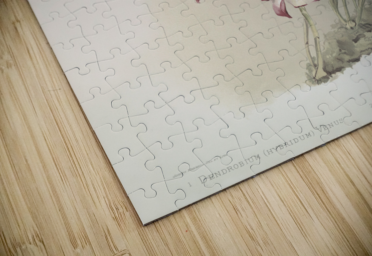 Dendrobium hybridum venus Dendrobium hybridum cassiope from Reichenbachia Orchids 1888-1894 illustrated by Frederick Sander 1847-1920.  IStockHistory com Puzzle