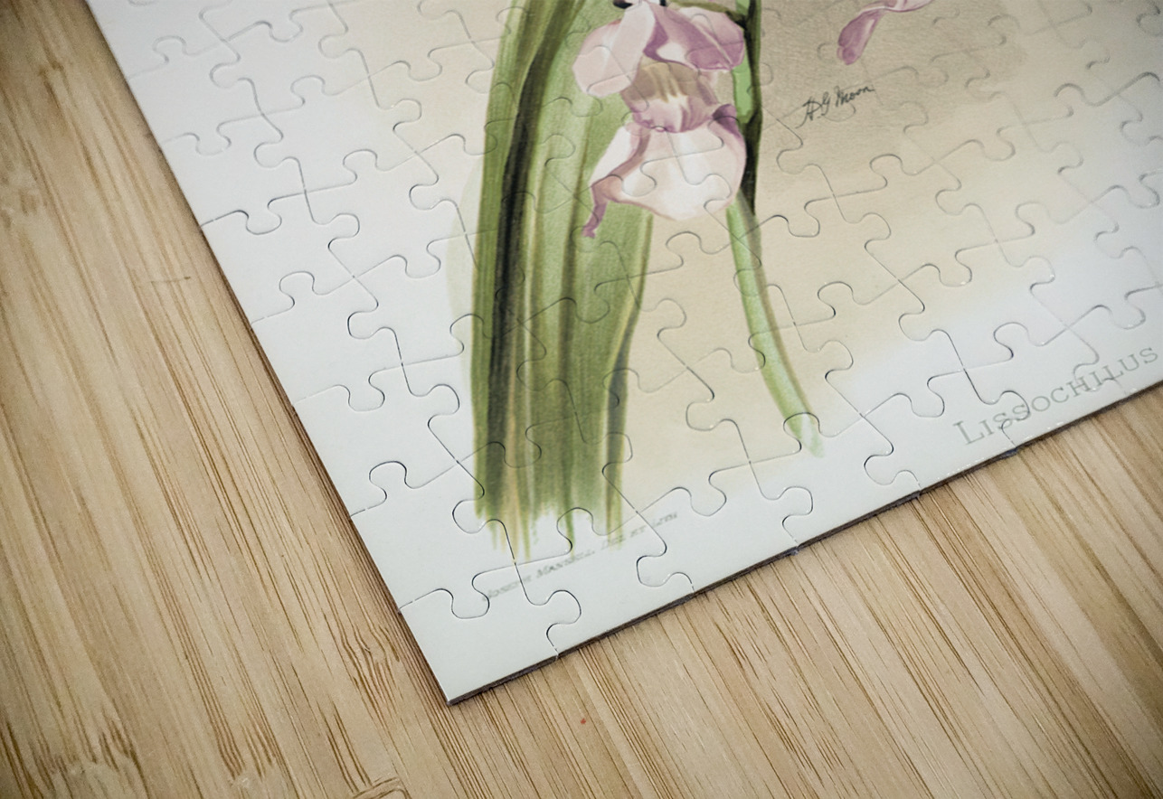 Lissochilus giganteus from Reichenbachia Orchids 1888-1894 illustrated by Frederick Sander 1847-1920.  IStockHistory com Puzzle