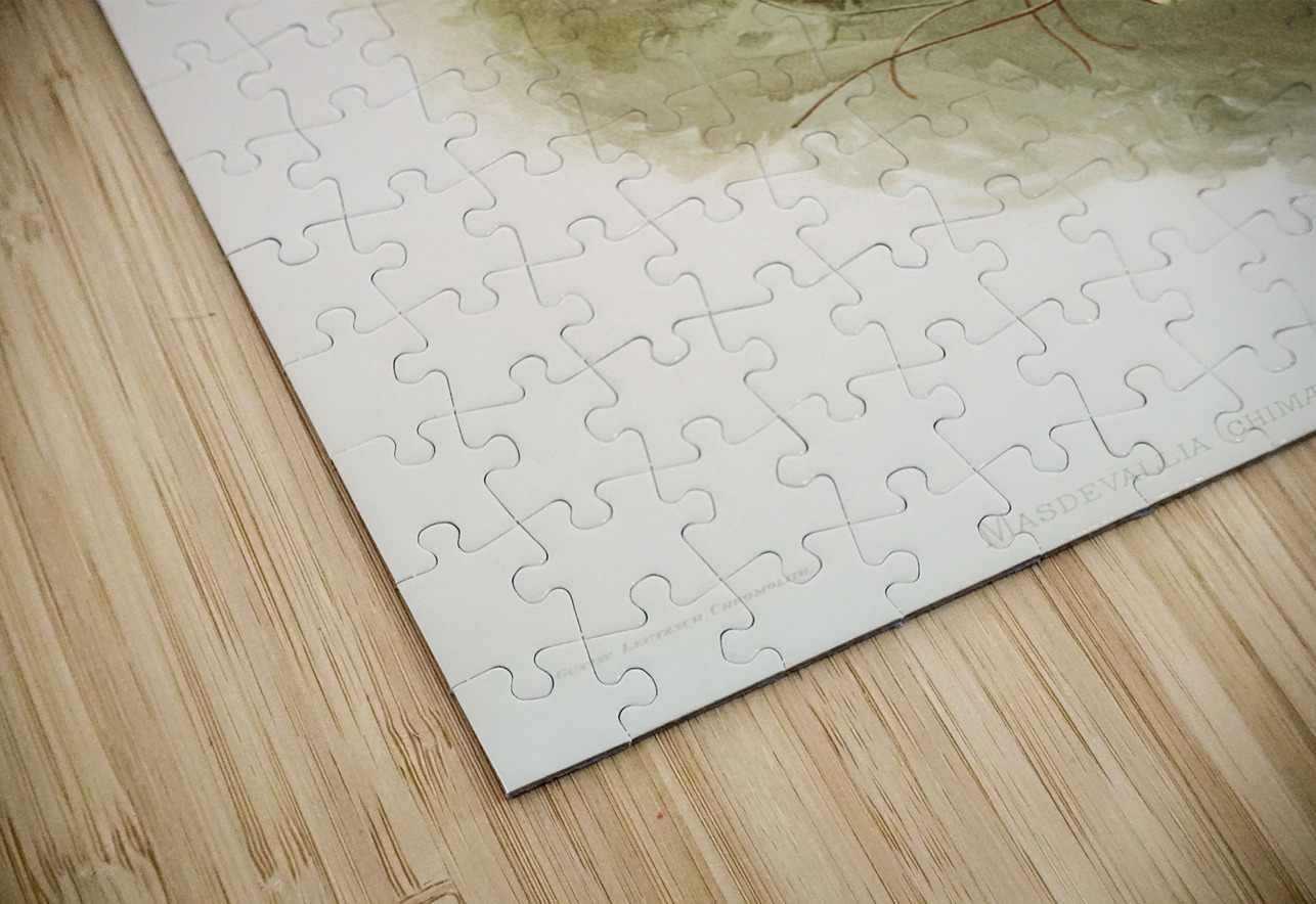 Masdevallia chimæra var mooreana from Reichenbachia Orchids 1888-1894 illustrated by Frederick Sander 1847-1920.  IStockHistory com Puzzle