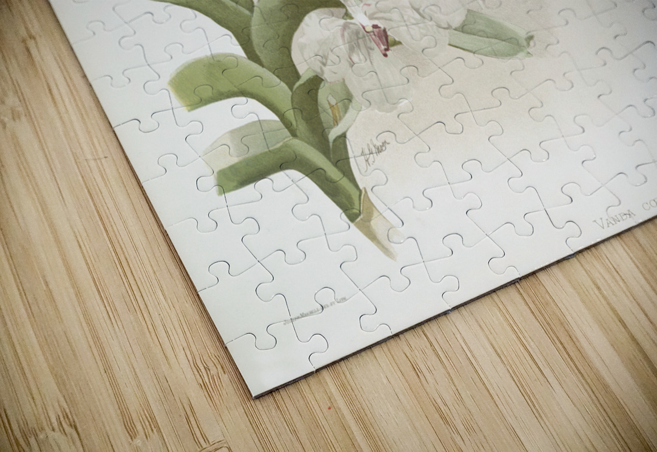 Vanda ccerulea from Reichenbachia Orchids 1888-1894 illustrated by Frederick Sander 1847-1920.  IStockHistory com Puzzle