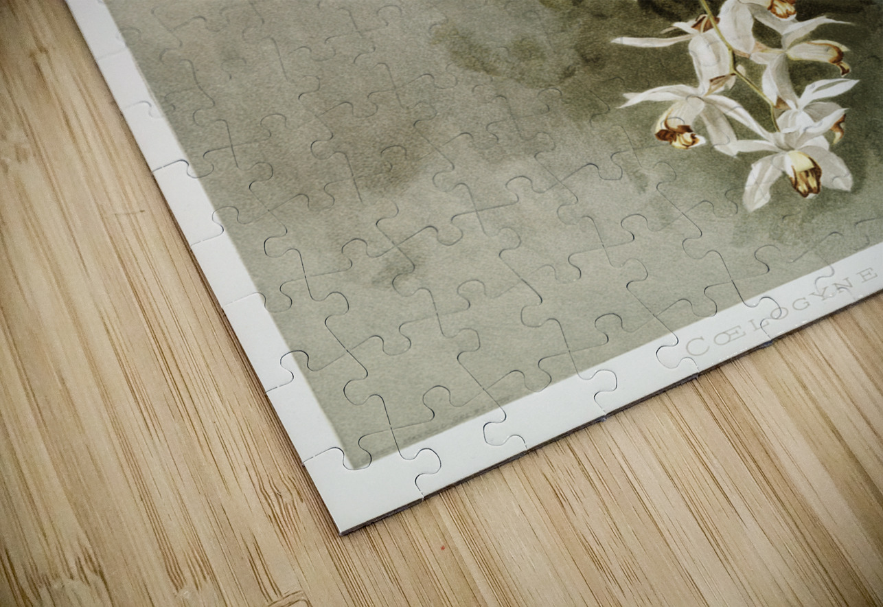 Swains Coelogyne Coelogyne swaniana from Reichenbachia Orchids 1888-1894 illustrated by Frederick Sander 1847-1920.  IStockHistory com Puzzle