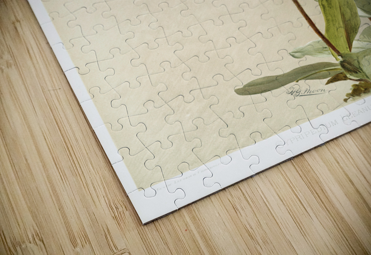 Cypripedium leeanum var giganteum from Reichenbachia Orchids 1888-1894 illustrated by Frederick Sander 1847-1920.  IStockHistory com Puzzle