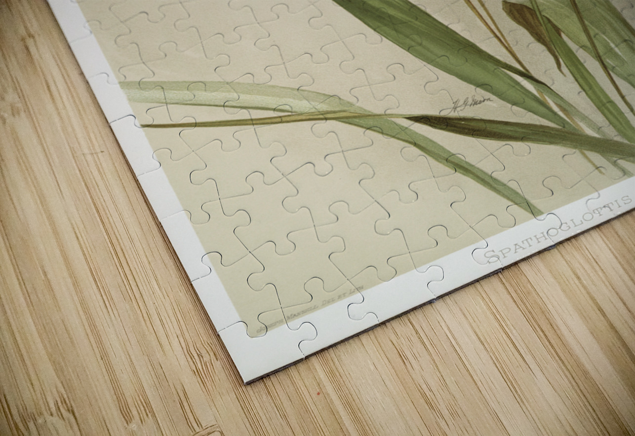 Kimballs Spathoglottis Spathoglottis kimballiana from Reichenbachia Orchids 1888-1894 illustrated by Frederick Sander 1847-1920.  IStockHistory com Puzzle