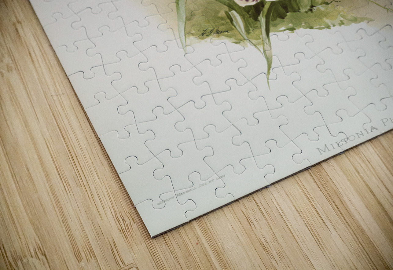 Miltonia phalænopsis from Reichenbachia Orchids 1888-1894 illustrated by Frederick Sander 1847-1920.  IStockHistory com Puzzle