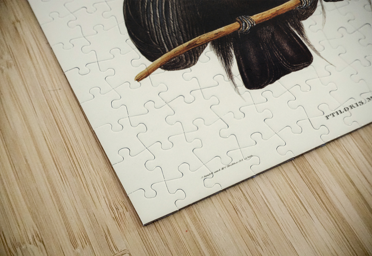 Magnificent Rifle-bird Ptiloris magnifica illustrated by Elizabeth Gould 1804–1841 for John Gould’s 1804-1881 Birds of Australia  IStockHistory com Puzzle