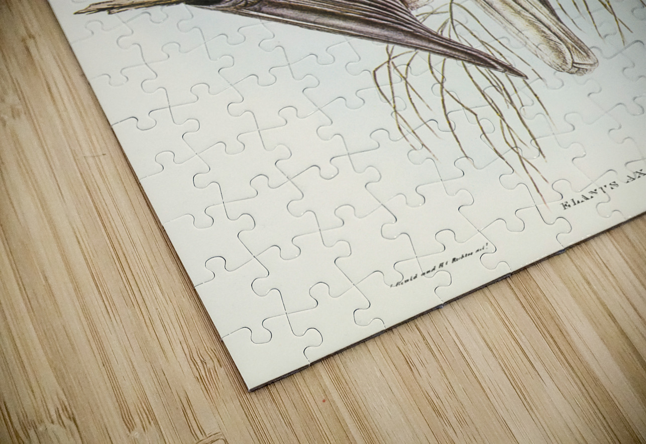 Square-tailed Kite Milvus insures illustrated by Elizabeth Gould 1804–1841 for John Gould’s 1804-1881 Birds of Australia  IStockHistory com Puzzle