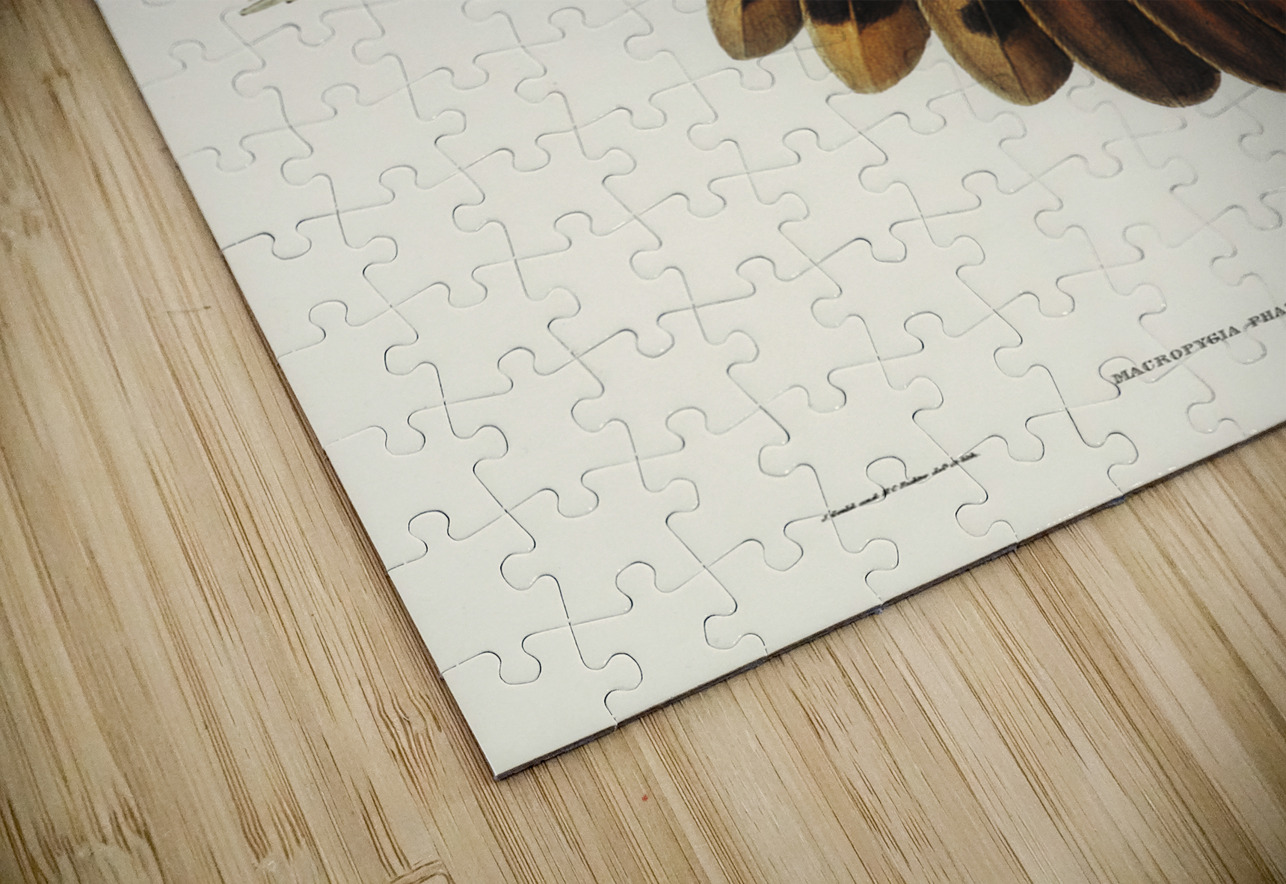 Pheasant-tailed Pigeon Macropygia Phasianella illustrated by Elizabeth Gould 1804–1841 for John Gould’s 1804-1881 Birds of Australia  IStockHistory com Puzzle