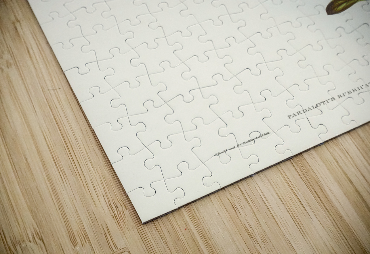 Red-lored Pardalote Pardalotus rubricatus illustrated by Elizabeth Gould 1804–1841 for John Gould’s 1804-1881 Birds of Australia  IStockHistory com Puzzle