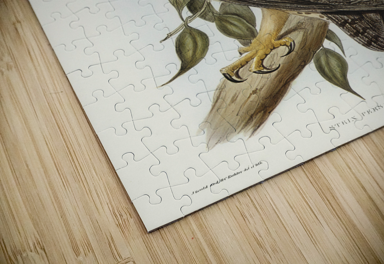 Masked Barn Owl Strix Personata Vig illustrated by Elizabeth Gould 1804–1841 for John Gould’s 1804-1881 Birds of Australia  IStockHistory com Puzzle