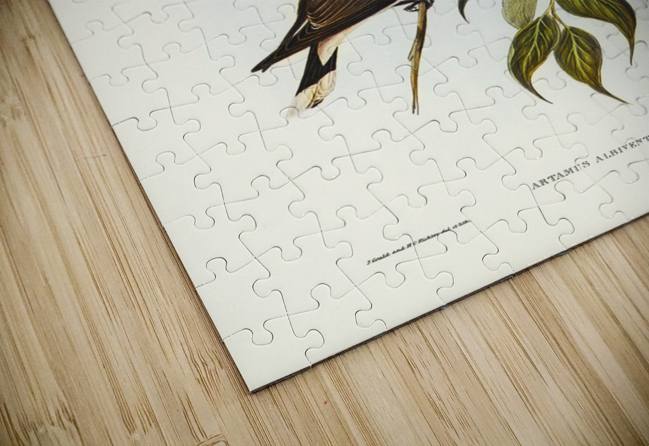 White-vented Wood Swallow Artamus albiventris illustrated by Elizabeth Gould 1804–1841 for John Gould’s 1804-1881 Birds of Australia  IStockHistory com Puzzle