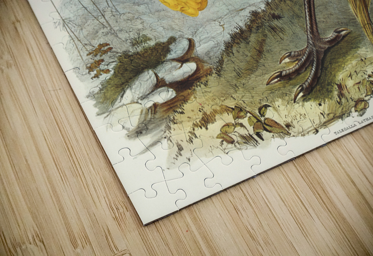 Brush turkey Talegalla Lathamii illustrated by Elizabeth Gould 1804–1841 for John Gould’s 1804-1881 Birds of Australia  IStockHistory com Puzzle