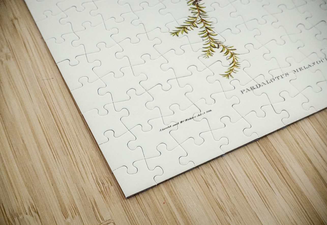 Black-headed Pardalote Pardalotus melanocephalus illustrated by Elizabeth Gould 1804–1841 for John Gould’s 1804-1881 Birds of Australia  IStockHistory com Puzzle