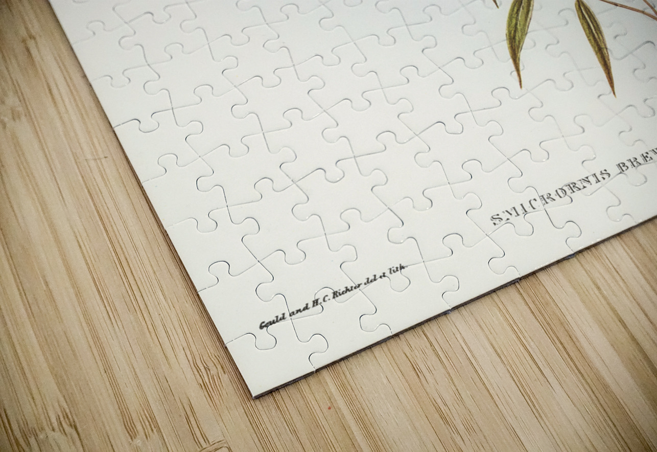 Short-billed tree tit Smicrornis brevirostris illustrated by Elizabeth Gould 1804–1841 for John Gould’s 1804-1881 Birds of Australia  IStockHistory com Puzzle