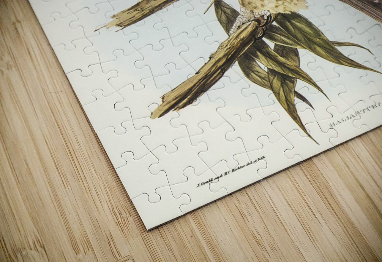 Whistling eagle illustrated by Elizabeth Gould 1804–1841 for John Gould’s 1804-1881 Birds of Australia  IStockHistory com Puzzle