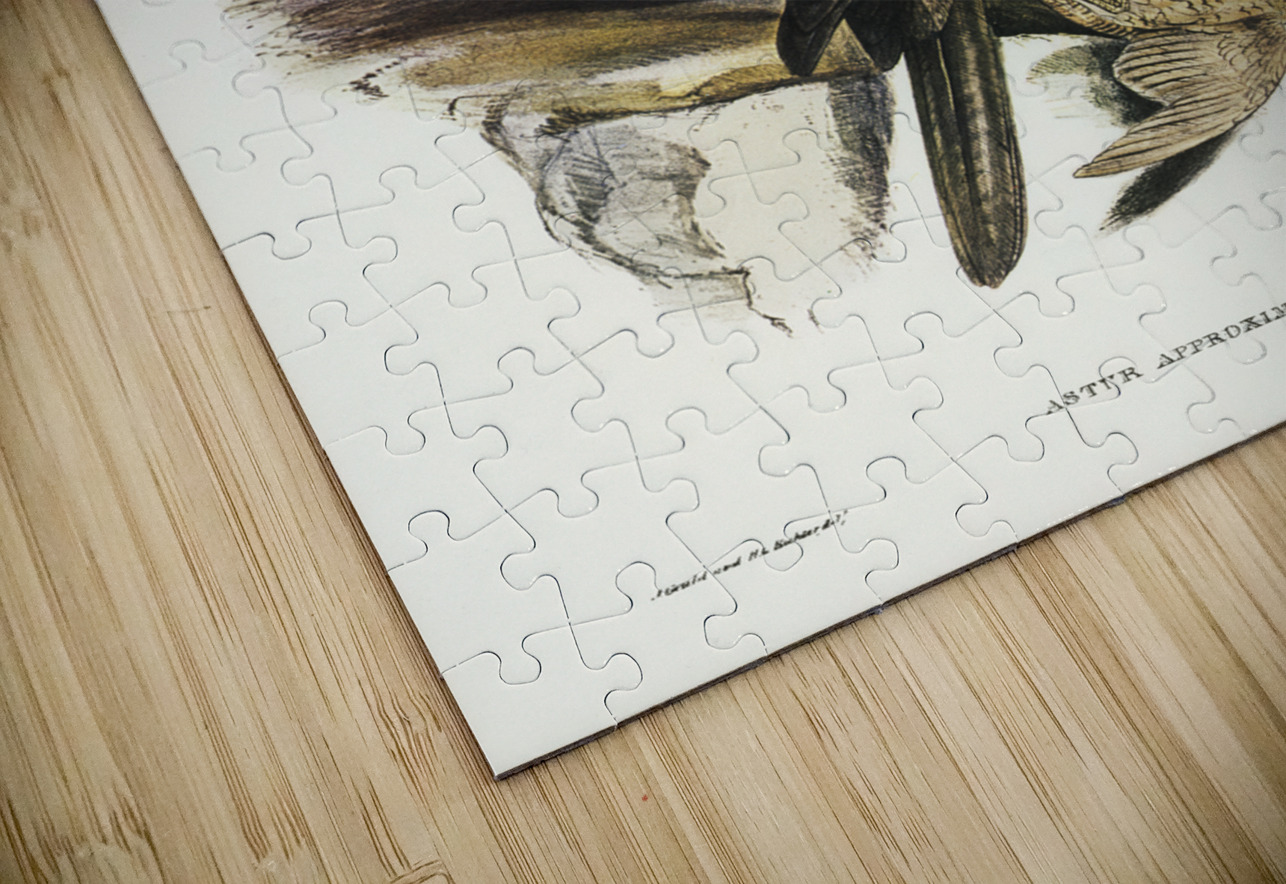 Australian Goshawk Astur approximans illustrated by Elizabeth Gould 1804–1841 for John Gould’s 1804-1881 Birds of Australia  IStockHistory com Puzzle