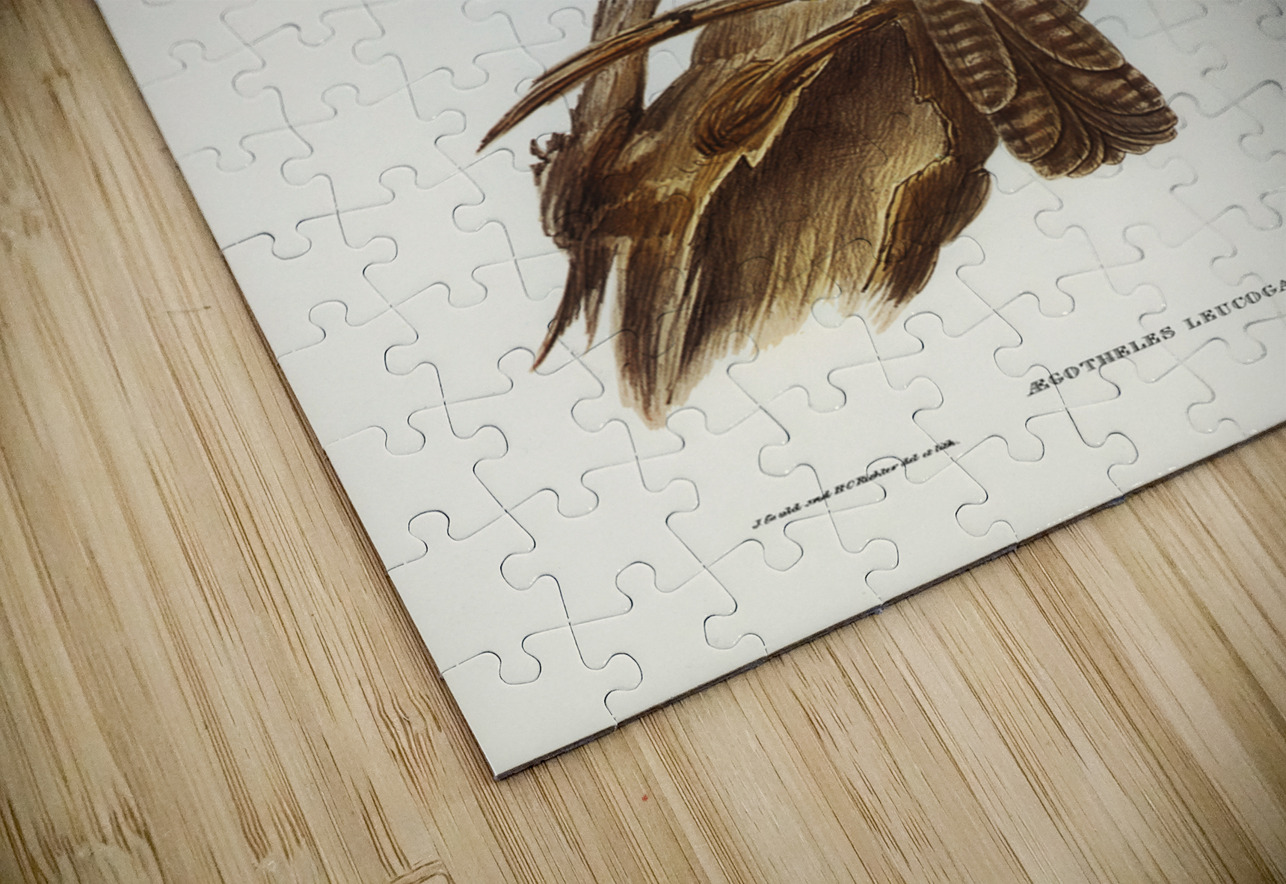 White-bellied Owlet Nightjar Aegotheles leucogaster Gould illustrated by Elizabeth Gould 1804–1841 for John Gould’s 1804-1881 Birds of Australia  IStockHistory com Puzzle