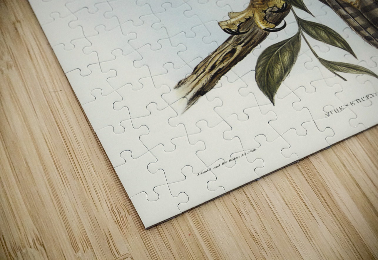 Rufous Owl Athene rufa illustrated by Elizabeth Gould 1804–1841 for John Gould’s 1804-1881 Birds of Australia  IStockHistory com Puzzle