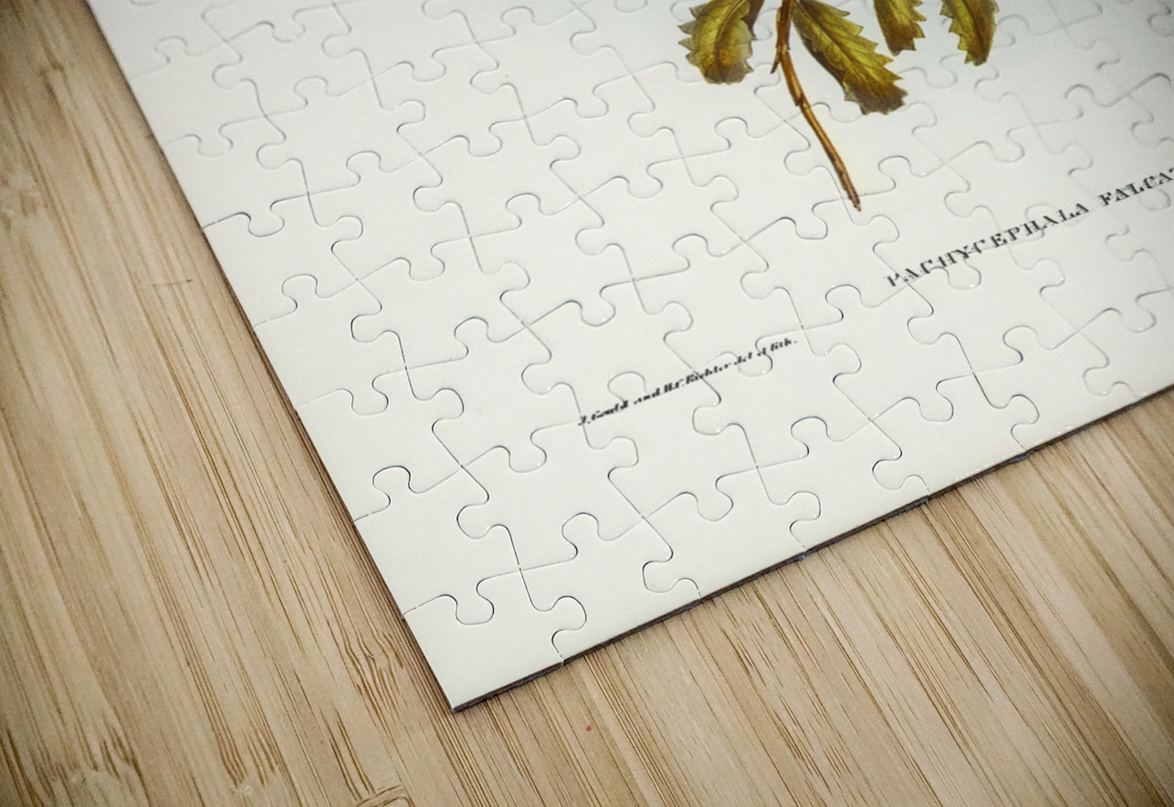 Lunated Pachycephala Pachycephala falcata illustrated by Elizabeth Gould 1804–1841 for John Gould’s 1804-1881 Birds of Australia  IStockHistory com Puzzle