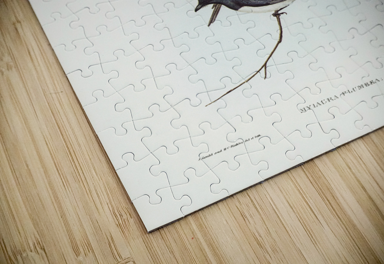 Plumbeous Flycatcher Myiagra plumbea illustrated by Elizabeth Gould 1804–1841 for John Gould’s 1804-1881 Birds of Australia  IStockHistory com Puzzle