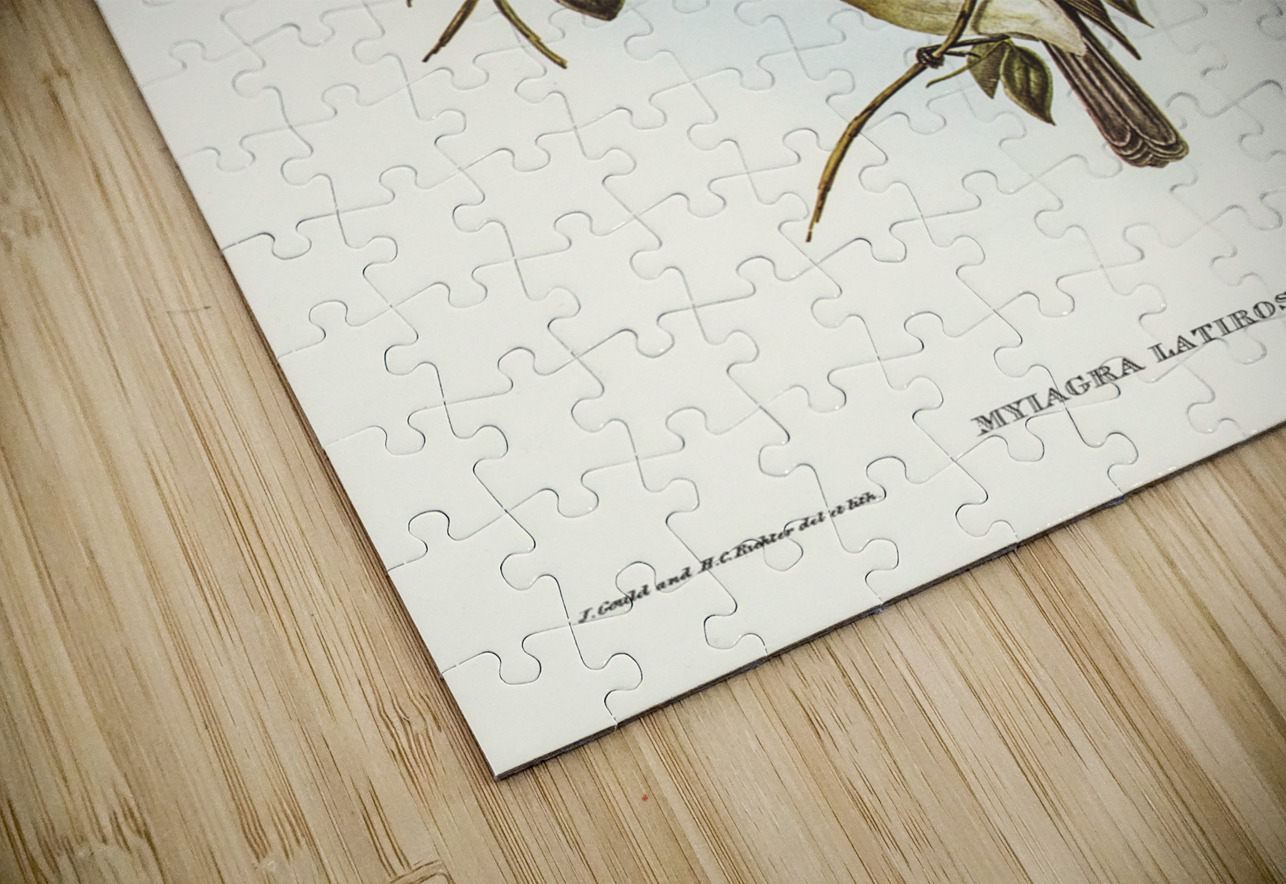 Broad-billed Flycatcher Myiagra latirostris illustrated by Elizabeth Gould 1804–1841 for John Gould’s 1804-1881 Birds of Australia  IStockHistory com Puzzle