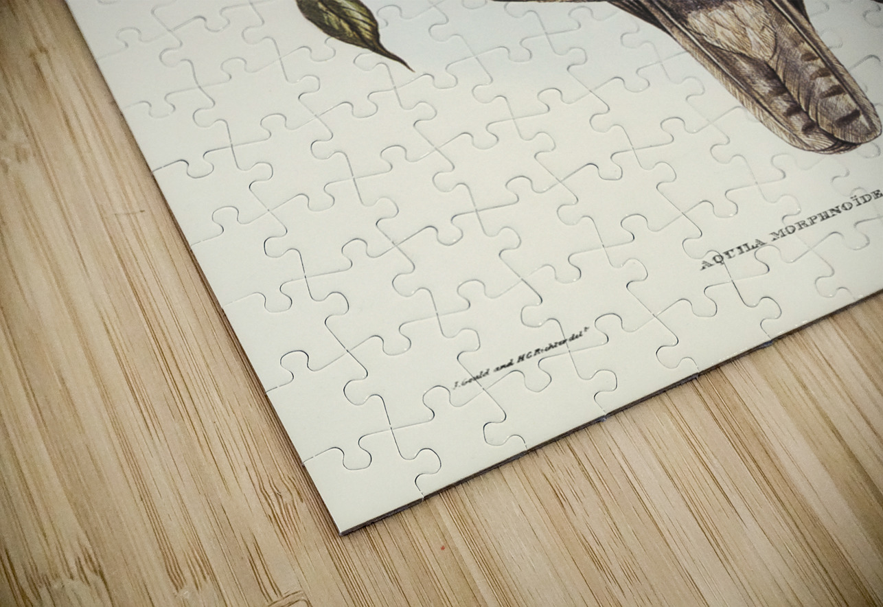 Little Australian Eagle Aquila Morphnoides illustrated by Elizabeth Gould 1804–1841 for John Gould’s 1804-1881 Birds of Australia  IStockHistory com Puzzle