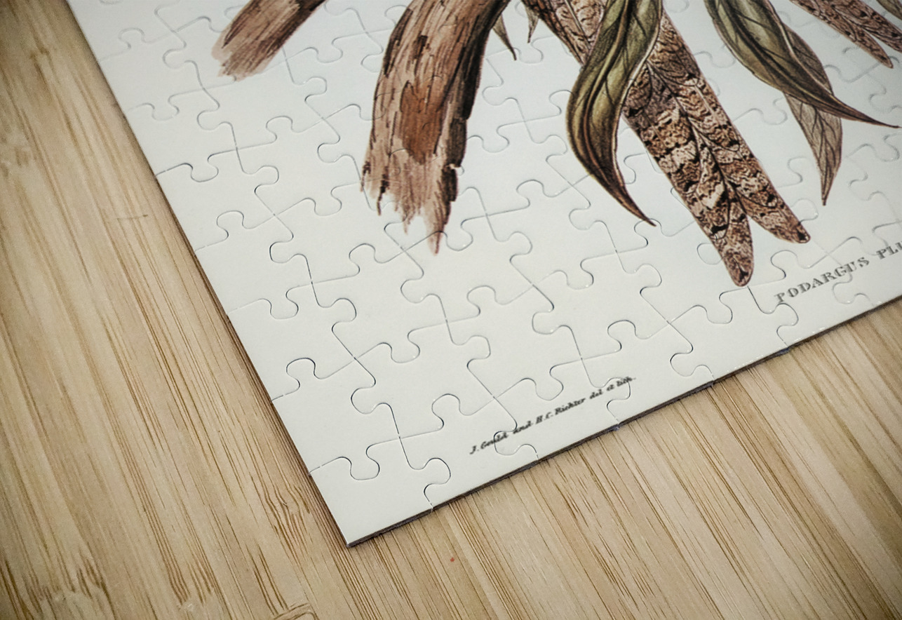 Plumed Podargus Podargus plumiferus illustrated by Elizabeth Gould 1804–1841 for John Gould’s 1804-1881 Birds of Australia  IStockHistory com Puzzle